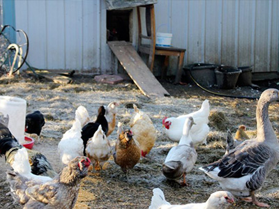 蛋雞舍怎樣安裝水冷風(fēng)機？蛋雞舍水冷風(fēng)機安裝步驟